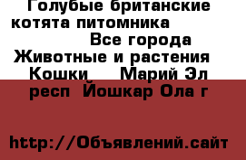 Голубые британские котята питомника Silvery Snow. - Все города Животные и растения » Кошки   . Марий Эл респ.,Йошкар-Ола г.